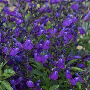 Salvia 'Mirage Blue'